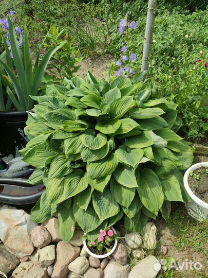 Хосты большие кусты