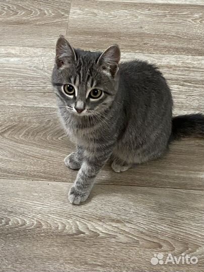 Котенок бесплатно