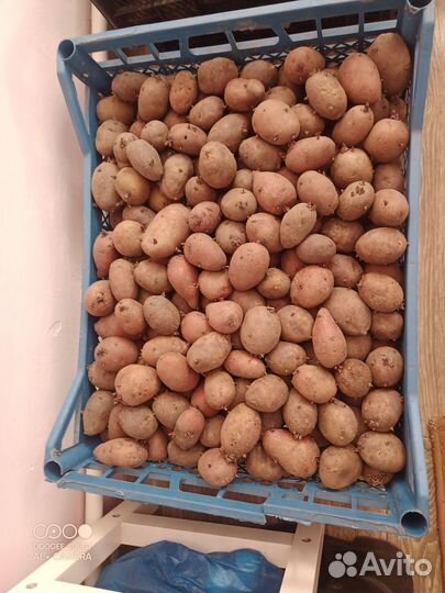 Продам картофель семенной