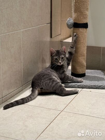 Котенок в добрые руки