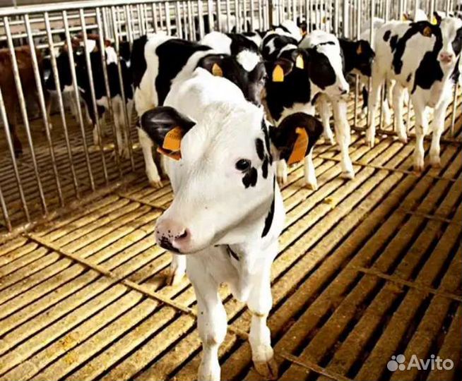 Телята бычки