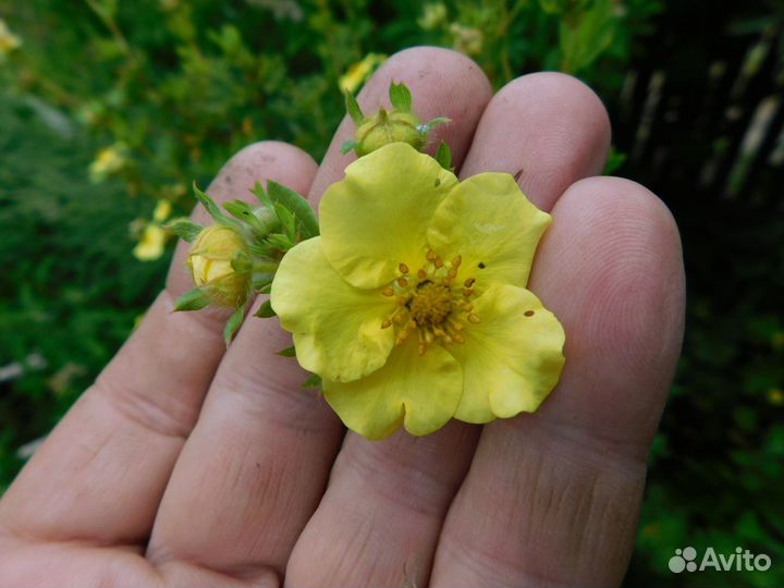 Лапчатка кустарниковая