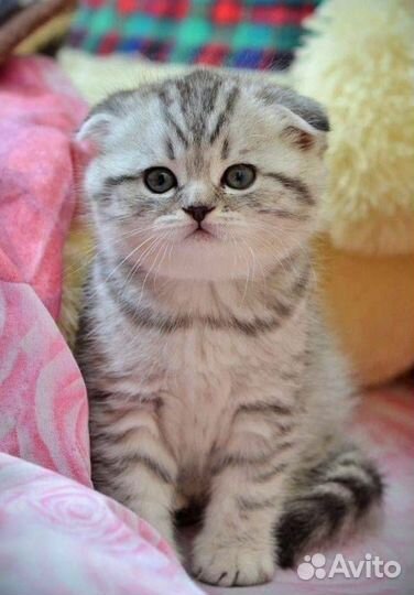 Вязка с опытным котиком