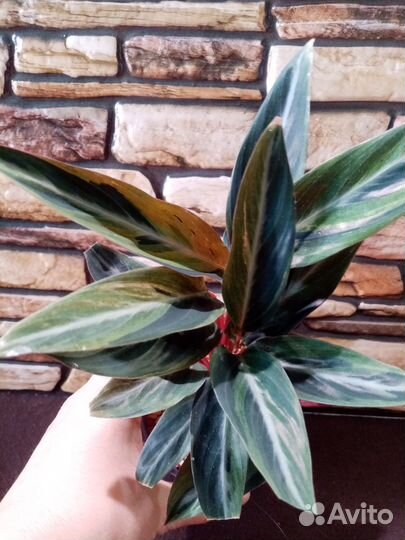 Калатея еллоу fusion, строманта хортиколор