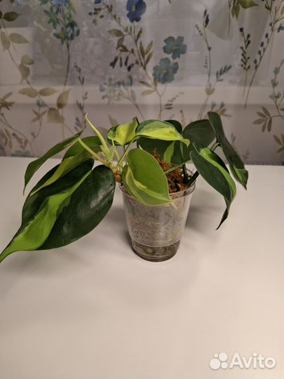 Филодендрон бразил