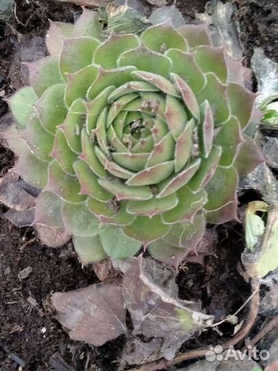 Флоксы/молодило