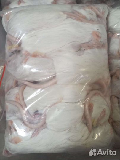 Кормовые мыши