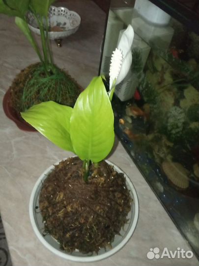 Спотифилум