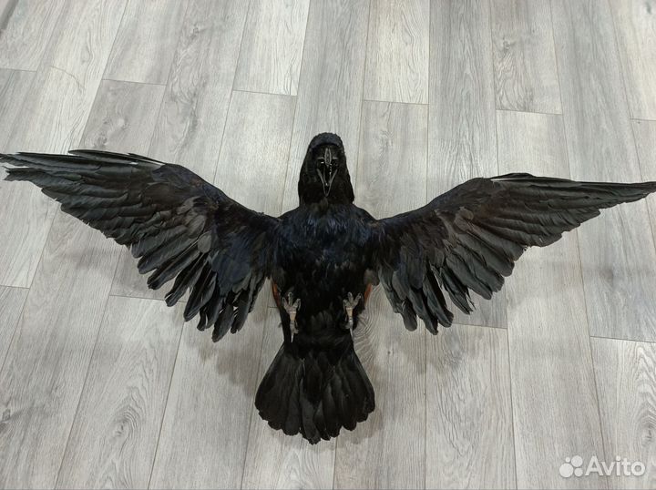 Ворон чучело