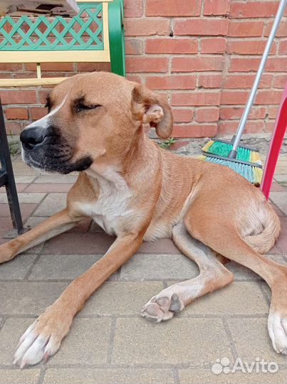 В добрые руки