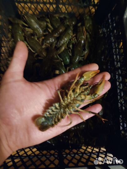 Раки, свежий привоз (р.Сок)