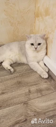 Шотландские золотые и серебряные котята