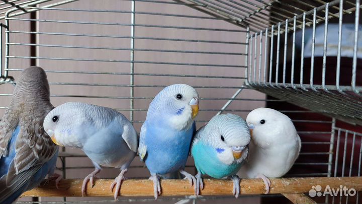 Птенцы волнистый попугай