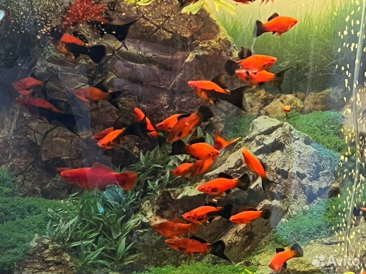 Аквариумные рыбки