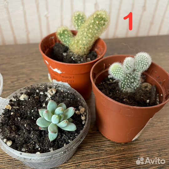 Флорариум суккуленты кактусы