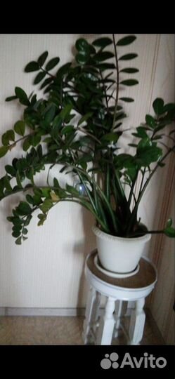 Замиокулькас