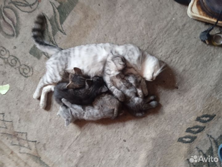 Отдам котят в добрые руки