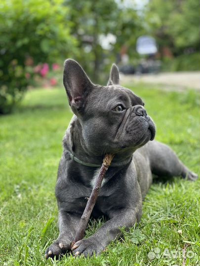 Французский бульдог кобель вязка