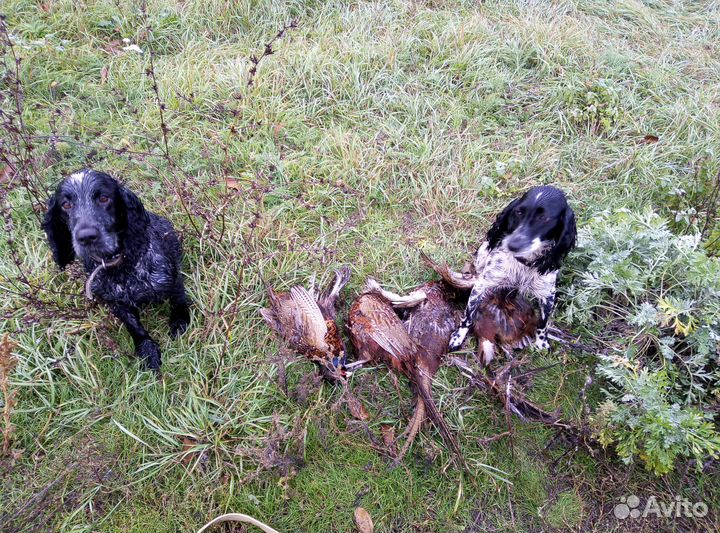 Щенки русского охотничьего спаниеля