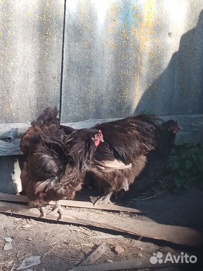 Куры орпингтон шеколад