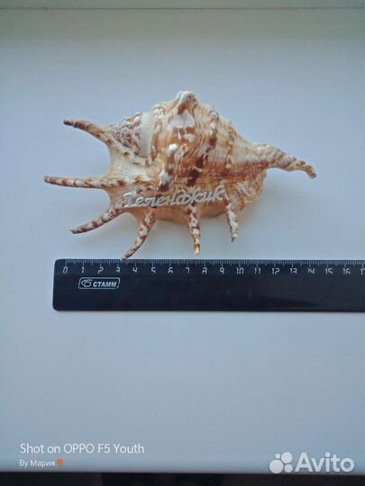 Ракушка морская