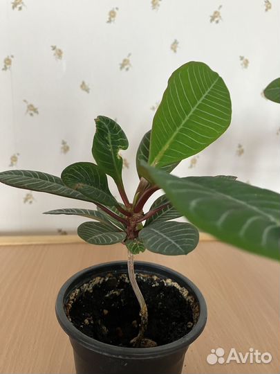 Молочай беложильчатый