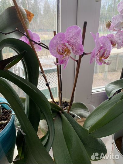 Орхидея