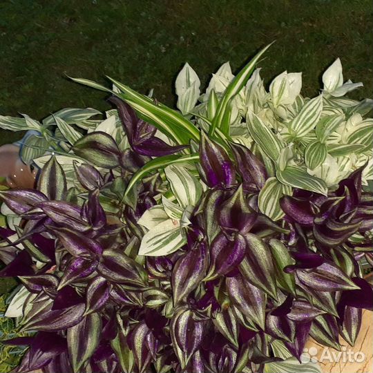 Традесканция