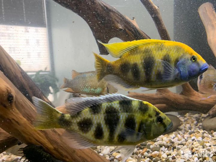 Продам крупных цихлид и аквариум Juwel