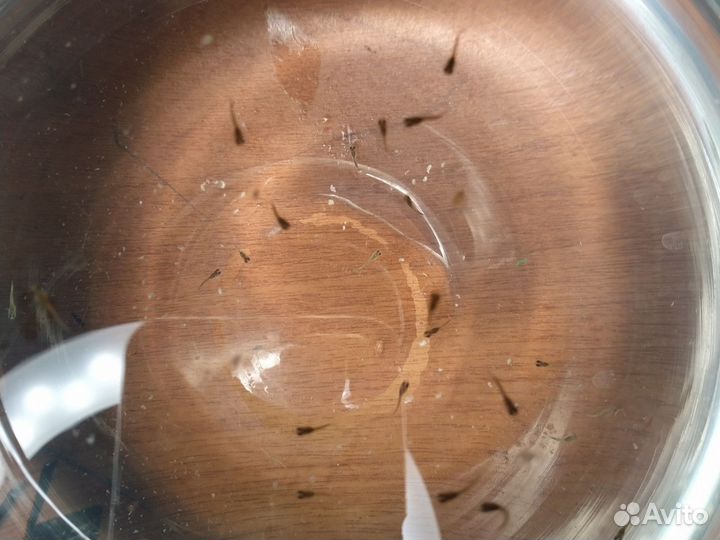 Рыбки Гуппи мальки