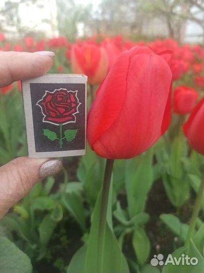 Луковицы тюльпанов