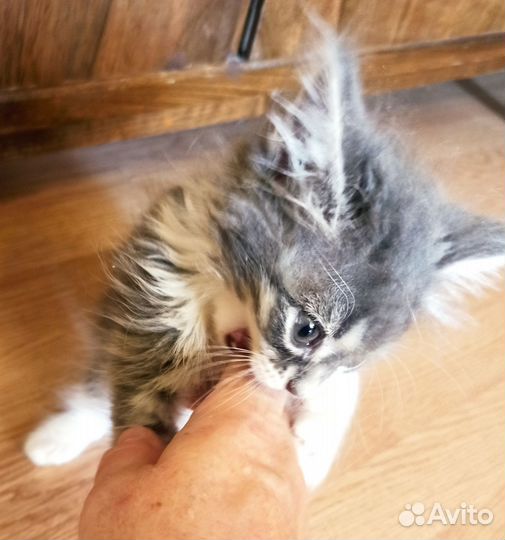 Пушистая малышка ищет добрых хозяев