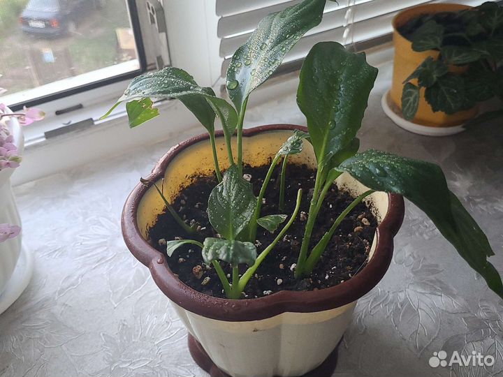 Спацифилум