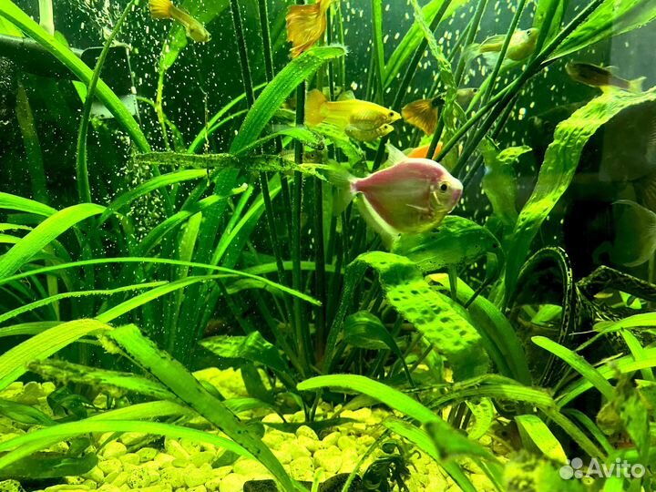 Аквариумные рыбки