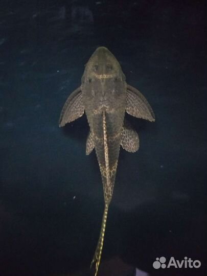 Птеригоплихт сом