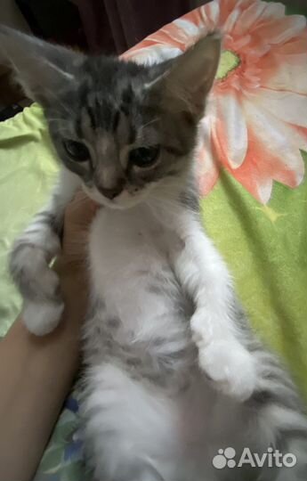 Котята