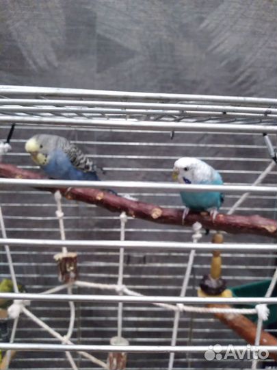 Волнистые попугаи 3 шт