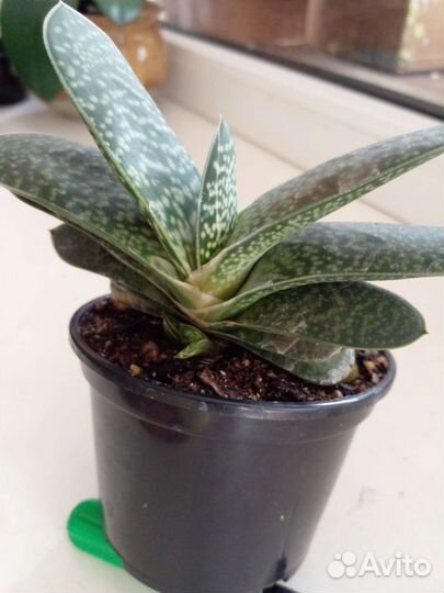 Суккуленты, крассулы, алоэ декоративные