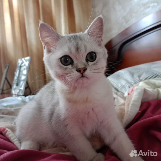 Шотландский котенок