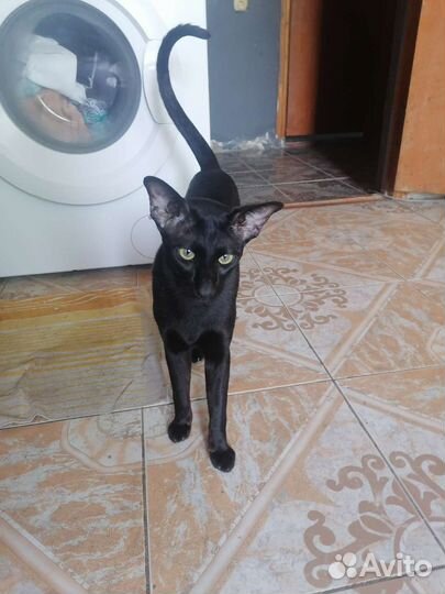 Ориентал вязка