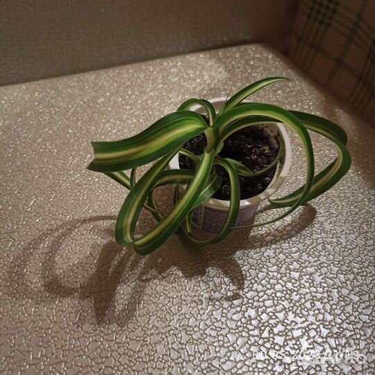 Хлорофитум кудрявый