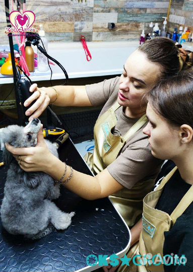 Курсы груминга с трудоустройством