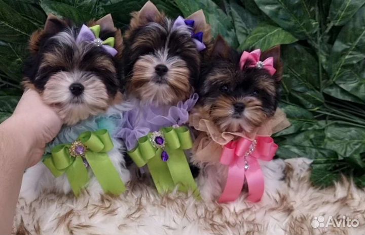 Самые красивые щенки бивера