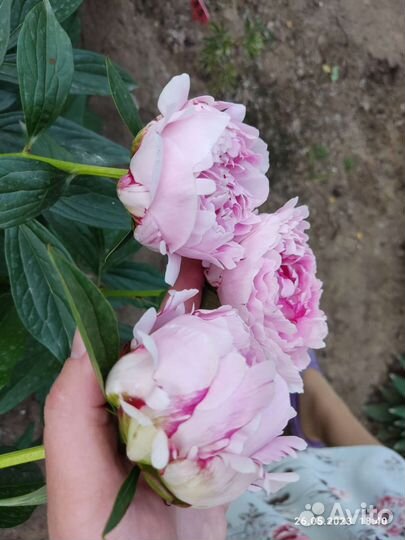 Пион сара бернара