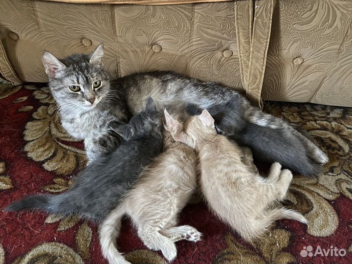 Отдам котят в добрые руки
