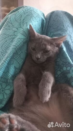 Милая кошечка в хорошие руки, к лотку приучена