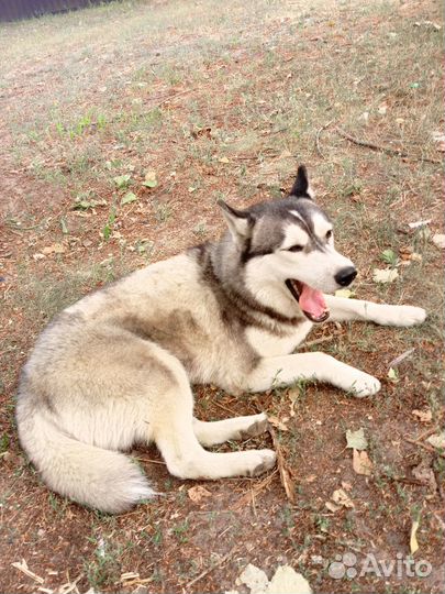Собачка хаски