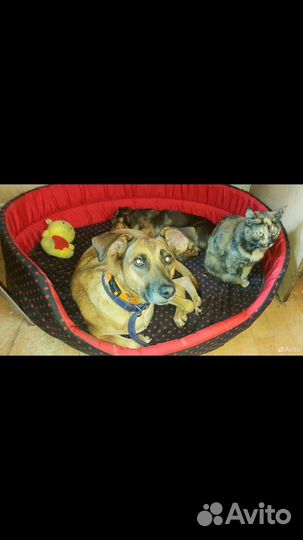 Нала, небольшая молодая собачка