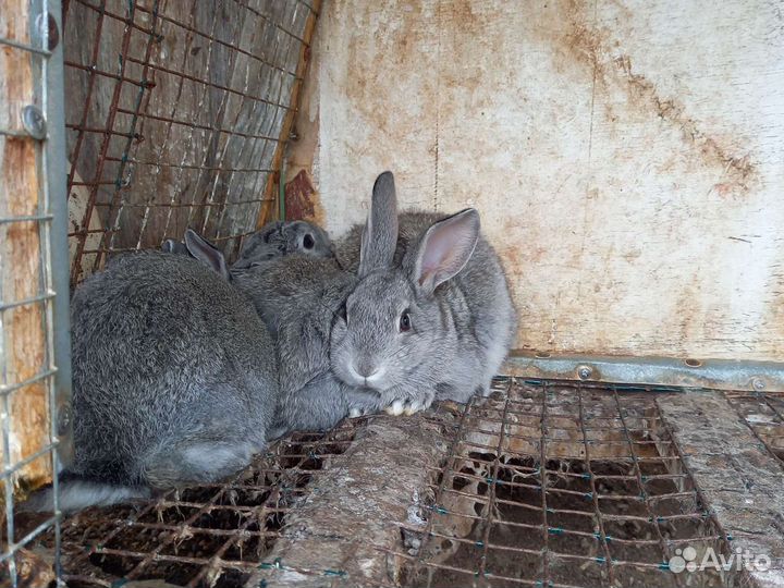 Кролик советская шиншилла