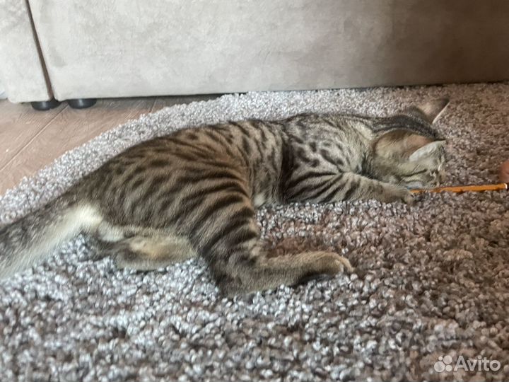 Отдам котенка